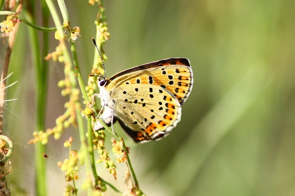 Lycaena alciphron (No) , tytirus o...thersamon???